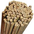 CANNA BAMBOO 100CM X 10/12MM