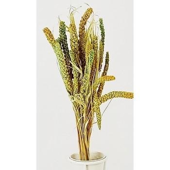 MAZZETTO ERBA E SPIGHE VERDE cm 68