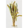 MAZZETTO ERBA E SPIGHE VERDE cm 68