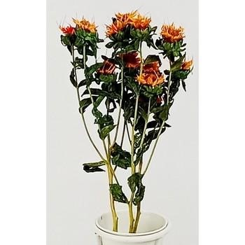 FIORI STELLA ALPINA ARANCIONE