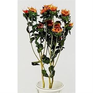 FIORI STELLA ALPINA ARANCIONE