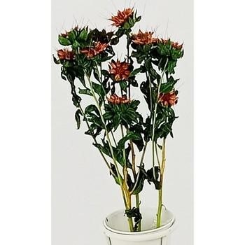 FIORI STELLA ALPINA ROSA