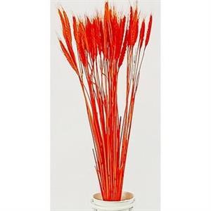 FIORI SPIGA ARANCIONI