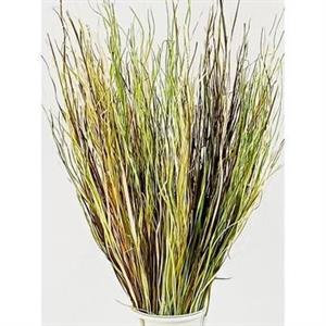 MAZZO VERDE E BIANCO ASSORTITO CM 71