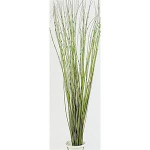 MAZZO TING-TING C.PERLE VER 80pz*MAZ CM 80