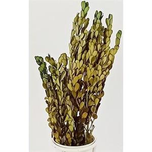MAZZO MILLEFOGLIE VERDE CM 40
