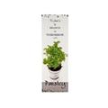 QUADRO LEGNO PARSLEY PIANTA PREZZEMOL