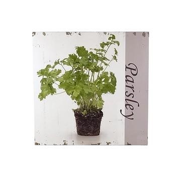 QUADRO LEGNO PARSLEY PIANTA PREZZEMOLO CM.50X50