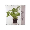 QUADRO LEGNO PARSLEY PIANTA PREZZEMOLO CM.50X50