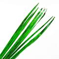 Foglia decorativa di palma verde H150 in confezione da 10 