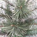 Decorazione Albero di Natale imbiancato H90