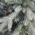 Decorazione Albero di Natale Kennedy Ø152H240