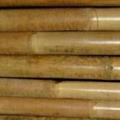 Canna bambù Ø20-22H240