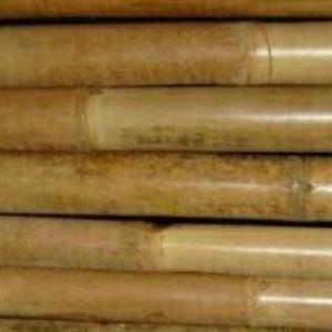 Canna di bambù Ø18-20 in fasci da 50