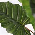 Pianta artificiale Colocasia H55