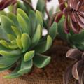 Pianta succulenta artificiale in vaso 19X15,5H21