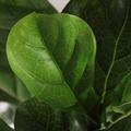 Pianta artificiale Ficus Lyrata H125